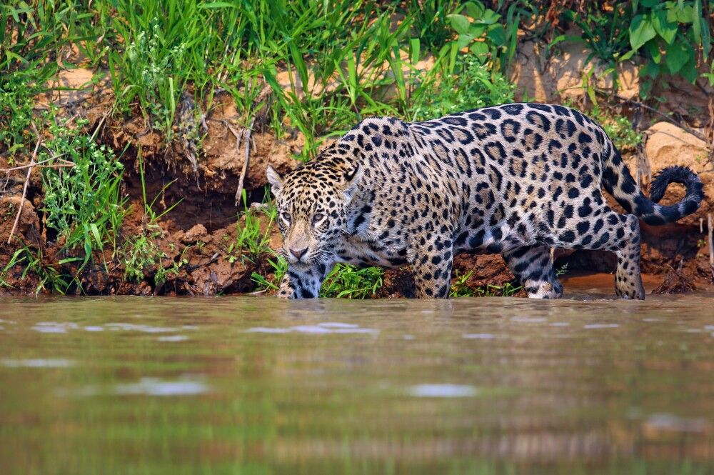 Brasilien | Pantanal - Im Reich des Jaguars